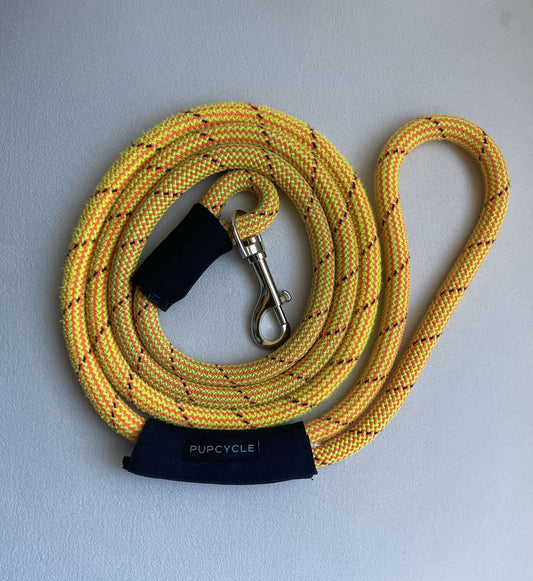 Yellow Dog Leash